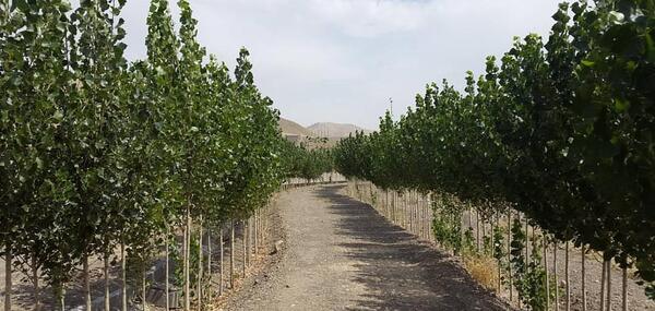 عکس کوزه کنان شبستر