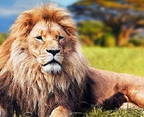 عکس شیر غمگین