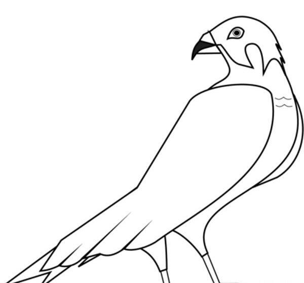 عکس عقاب نقاشی کودکانه