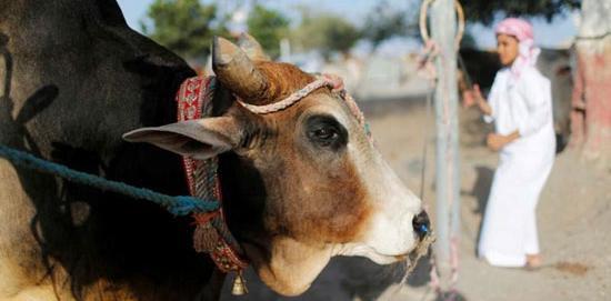 عکس گاو قطبی