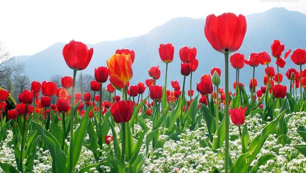 عکس تصاویر زیبای گلهای لاله
