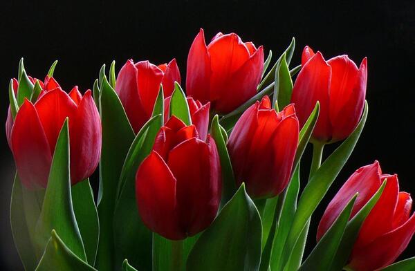 عکس تصاویر زیبای گلهای لاله