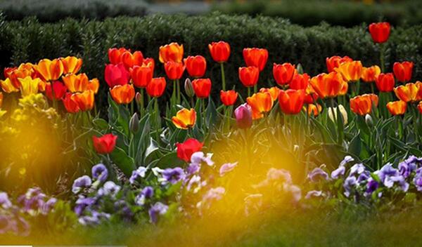 عکس تصاویر زیبای گلهای لاله