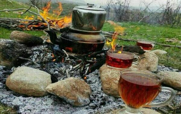 عکس چای هیزمی در طبیعت