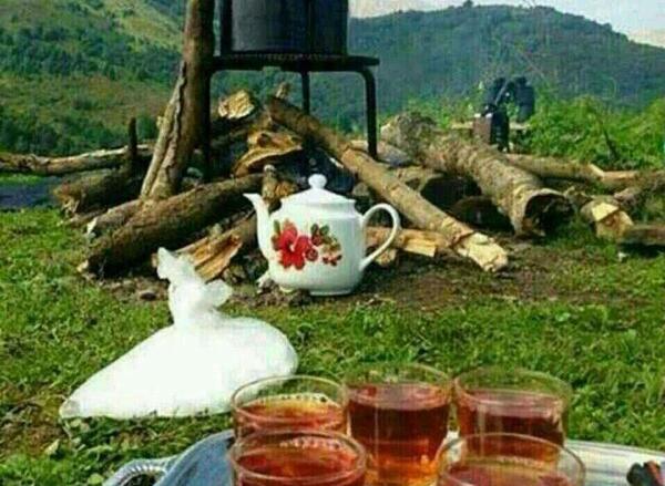 عکس چای هیزمی در طبیعت