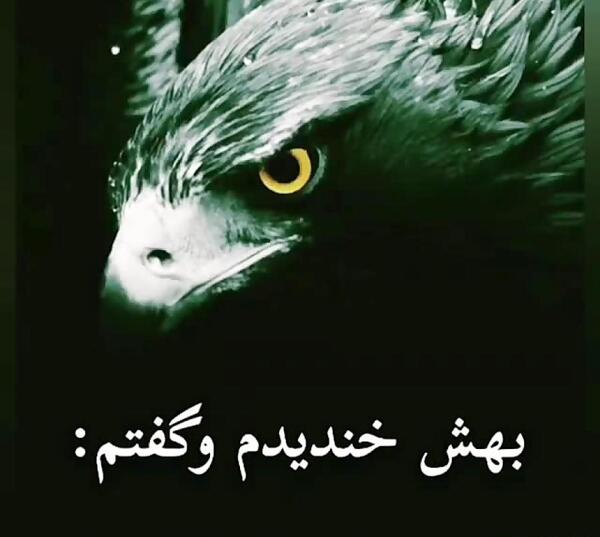 عکس عقاب لاتی
