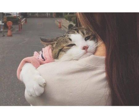 عکس فیک گربه برای پروفایل