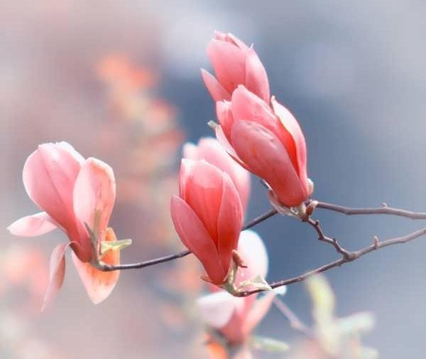عکس غنچه های بهاری