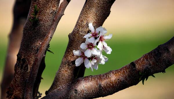 عکس غنچه های بهاری