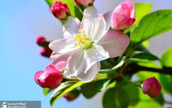 عکس غنچه های بهاری
