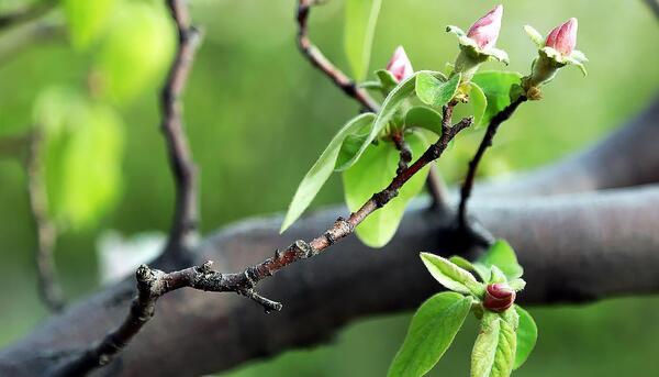 عکس غنچه های بهاری