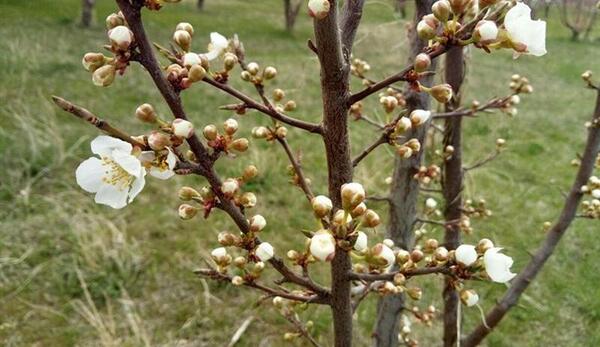 عکس غنچه های بهاری