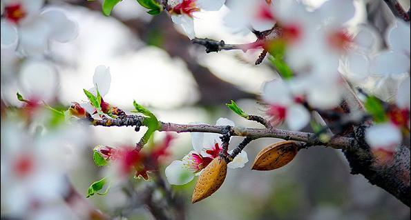 عکس غنچه های بهاری