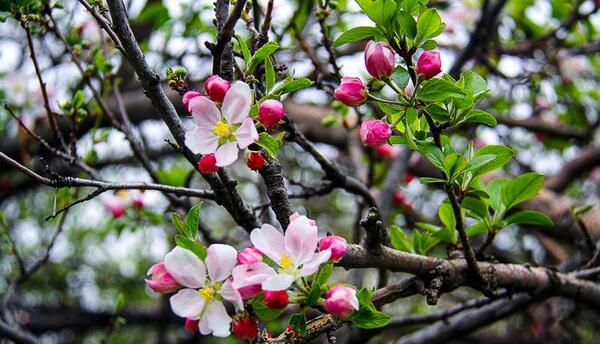 عکس غنچه های بهاری