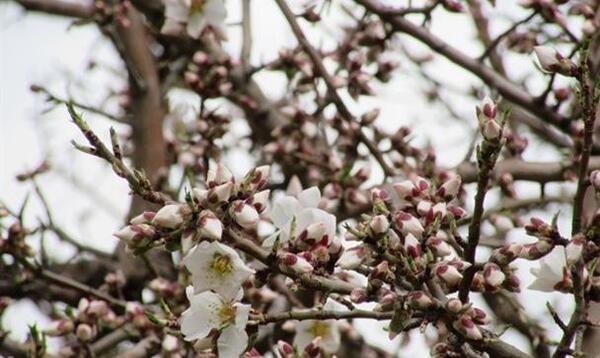 عکس غنچه های بهاری