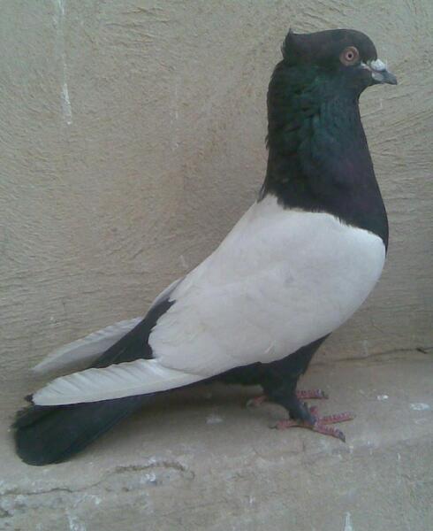 عکس سیاه کفتر