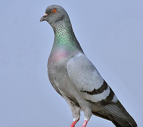 عکس سیاه کفتر