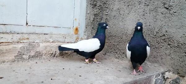 عکس سیاه کفتر