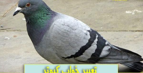 عکس سیاه کفتر