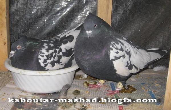 عکس سیاه کفتر