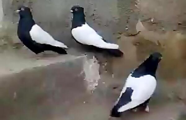 عکس سیاه کفتر