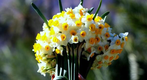 عکس گل نرگس خارجی