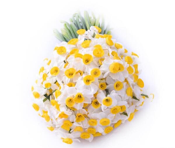 عکس گل نرگس خارجی