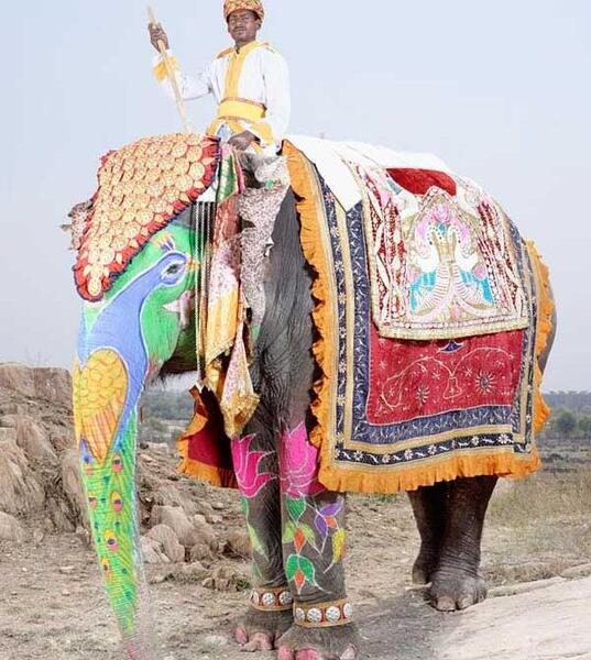 عکس فیل رنگی