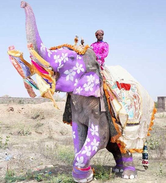 عکس فیل رنگی