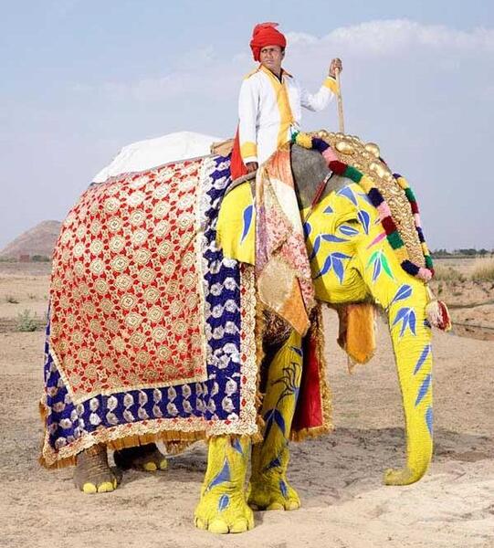 عکس فیل رنگی