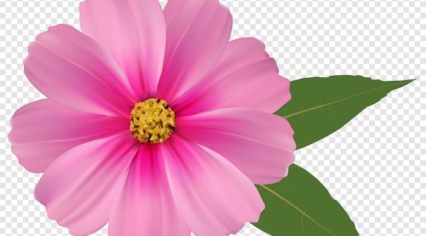 عکس ساده از گل