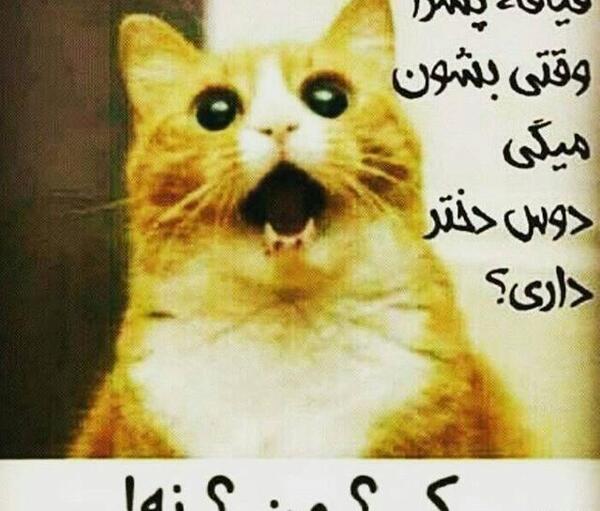 عکس های خنده دار بی ادبی جدید