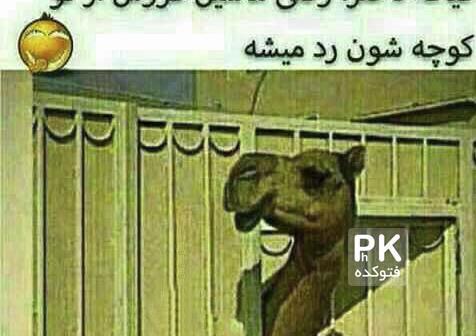 عکس های خنده دار بی ادبی جدید