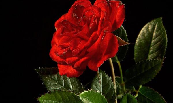 عکس گل زیبا برای کاغذ دیواری واتساپ