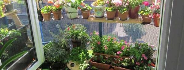 عکس ایده هایی برای گلخانه