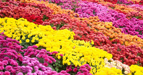 عکس گل داوودی
