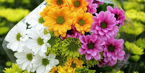 عکس گل داوودی