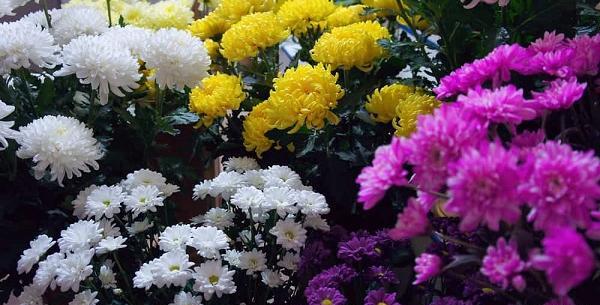 عکس گل داوودی