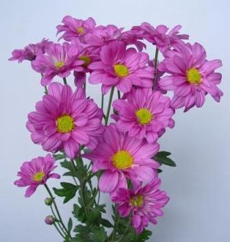 عکس گل داوودی