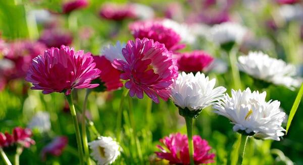 عکس گل داوودی