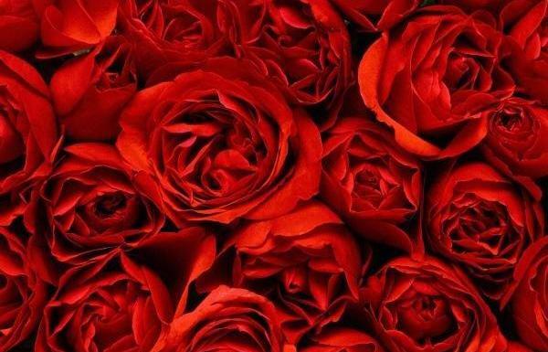 عکس گل های قشنگ
