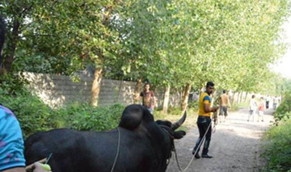 عکس گاو جنگ