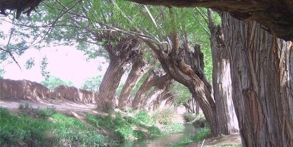 عکس از طبیعت یزد