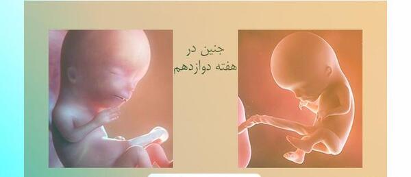 عکس جنین پسر یازده هفته