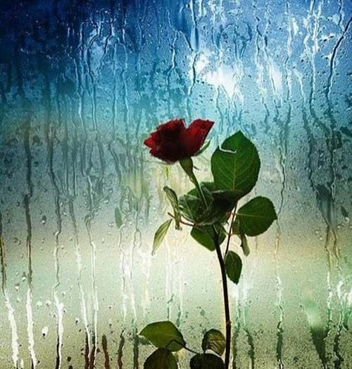 عکس گلهای زیبا زیر باران
