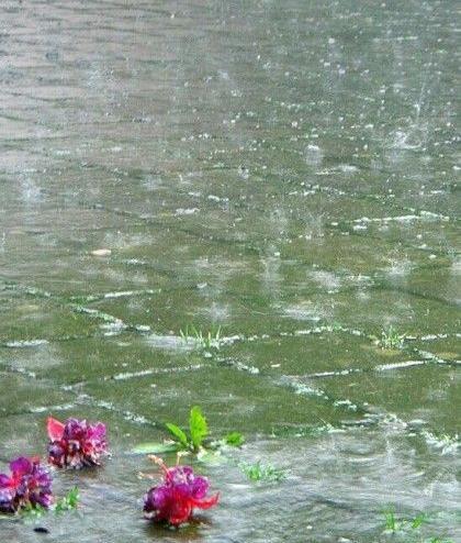 عکس گلهای زیبا زیر باران