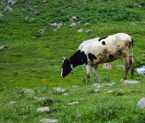 عکس گاو در طبیعت