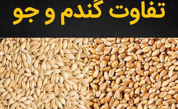 عکس بلغور جو دوسر