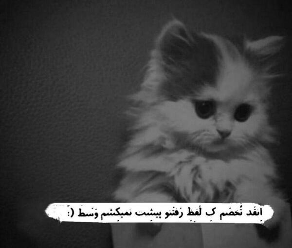 عکس های غمگین گربه