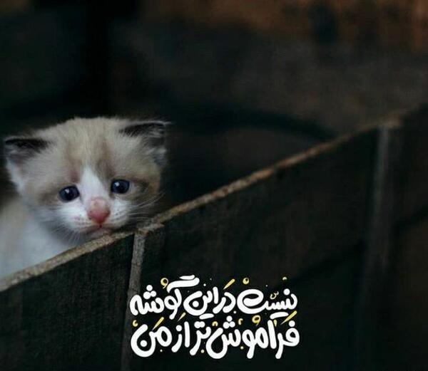 عکس های غمگین گربه